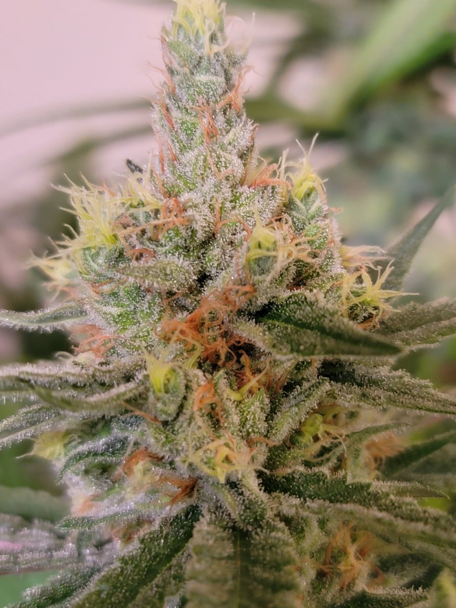 Cannabauss's tweet photo. Currently running 10 phenos of Critical Mass, a bit of a hunt

Here's #6 https://t.co/piWVMJX5S5
