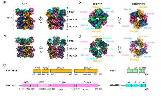 SLSPKU's tweet image. Gao Lab reports the structure of human SPATA5/SPATA5L1/CINP/C1orf109 complex, a disease-related AAA+ protein machine, revealing its role in ribosome assembly. #PKUResearch 
nature.com/articles/s4146…