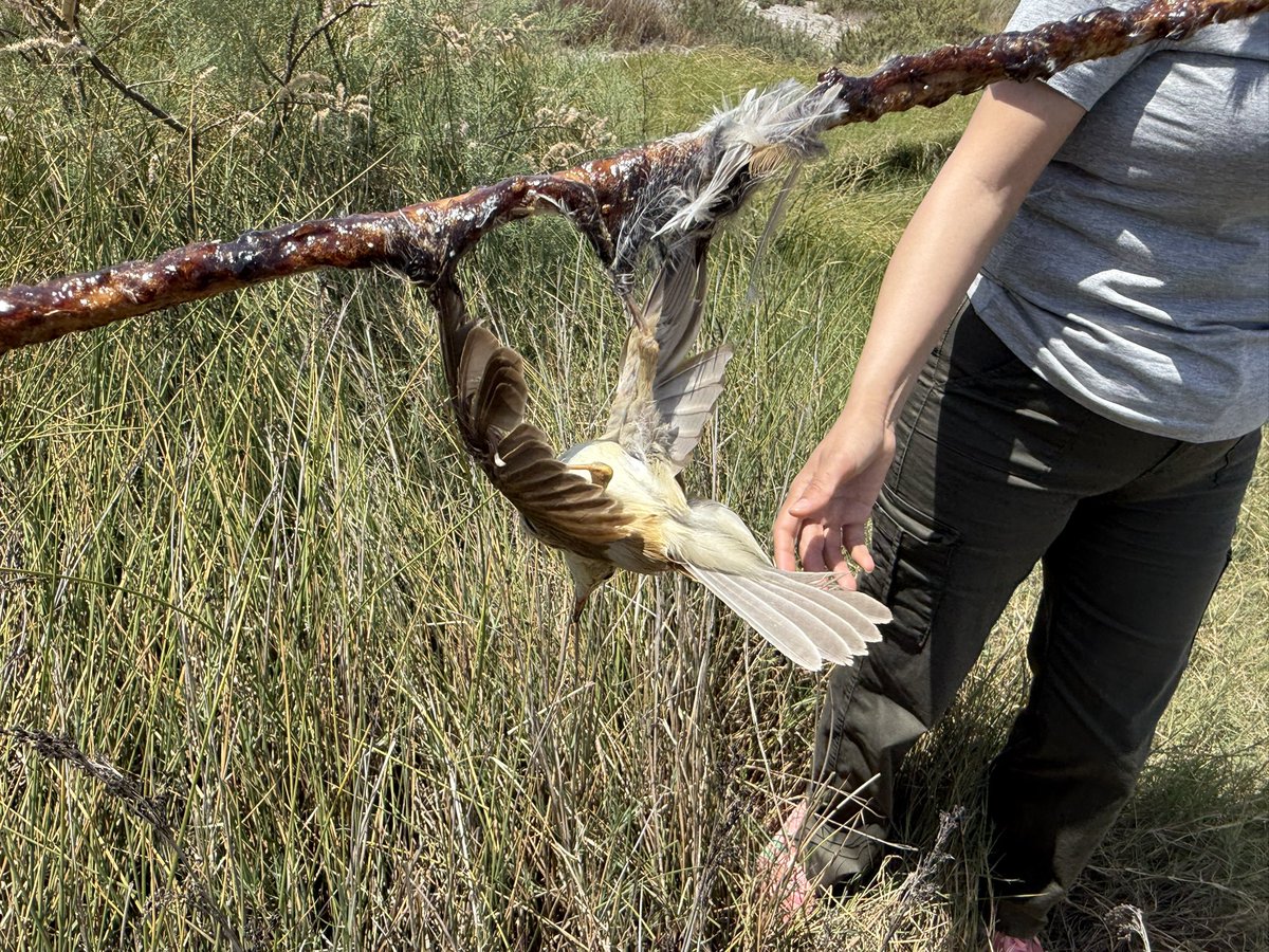 birddetectiveTR's tweet photo. Milleyha Kuş Cenneti sulak alan tampon sahasında korkunç işler ile karşılaştık… Belediye ve milli park ekipleri ile dallara yapışkanlar sürüldüğünü ve kuşların güneş altında ölüme terk edildiğini gördük… İnsanlığımı zor koruduğum günlerden biri… Saz Kamışçını ayakları, kanatları ve kuyruğu yapışmış halde. Gönderi olarak da paylaşacağım görüntüleri… Bugün kuşları yuvalarında vuran kaçak avcıları da yakaladık. Yanlış duymadınız. Ağaçların altına saklanıp yuvaları olan kuşları vuran insanımsılar… 
Büyük felaketler kapıda…
Düzelmezsek yine yıkılacağız… Parıldayan bir güneş var ama Milleyha’nın kapkara günlerinden biri…
