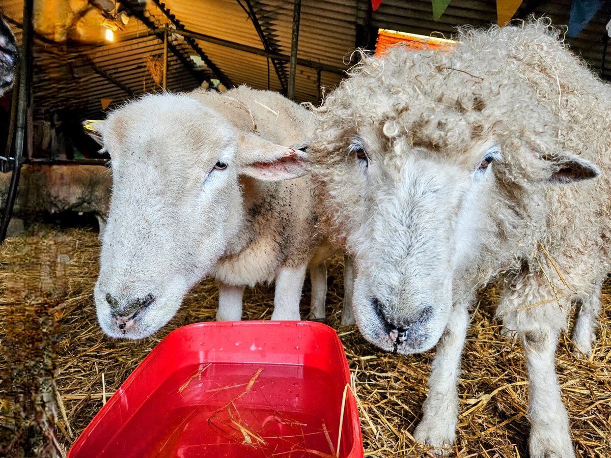 fars_sanctuary's tweet photo. The "blue barn" at FARS is where our older, more vulnerable residents hang out. And like any "retirement community" close bonds are formed that bring comfort & happiness in later life π§ππ
#NigelSheep & #ElvisSheep, for eg, are true friends, & mean the world to each other π€π₯Ή https://t.co/mcrKJnuQer