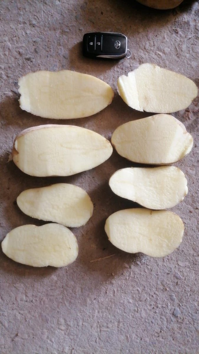 Nabt_app's tweet image. بطاطس Zorba التصنيعي متوفر الآن عبر #مزاد_نبت!
مزروع في وادي الدواسر، بطول أكثر من 9 سم، وبصلابة عالية، مثالي لتحضير فرينش فرايز بجودة عالية 🍟

الكمية المعروضة: 900 طن ✅
فرصة للي يدور بطاطس موثوق ومن إنتاج محلي.

لا تفوت الفرصة، تابع المزاد وساوم بكل سهولة من جوالك 🚀