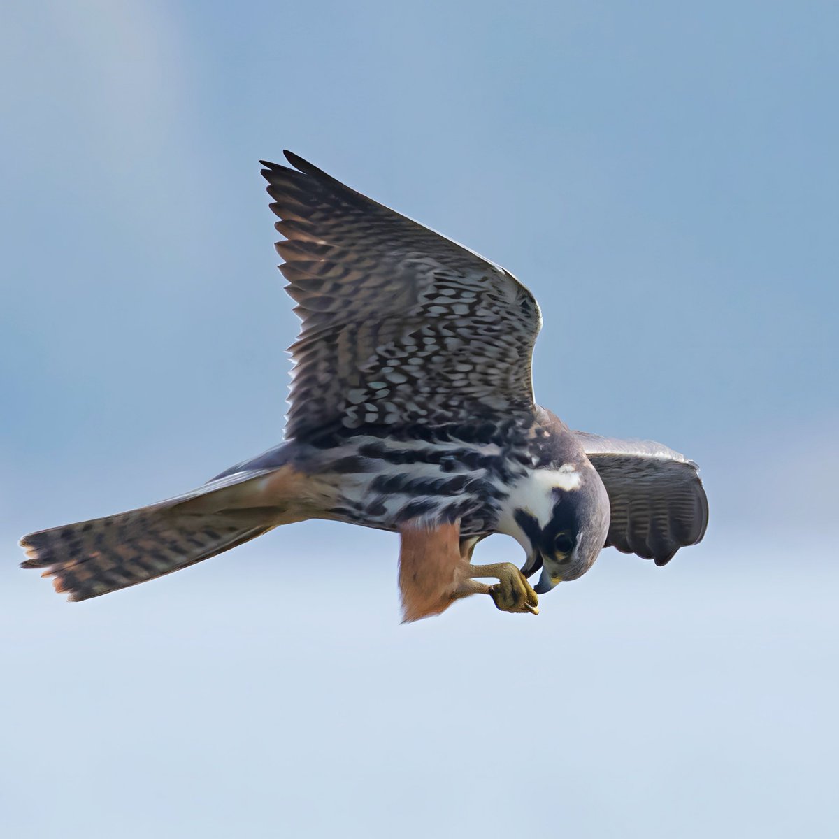 Wayne + Lauren (@nslbirding) on Twitter photo Hobby feeding over Chew Valley Lake,
It's so tricky to keep them in the frame!!
youtu.be/aE_POy0-13Y
<a href="/bristolbirding/">BristolBirding</a> Hobby feeding over Chew Valley Lake,
It's so tricky to keep them in the frame!!
youtu.be/aE_POy0-13Y
<a href="/bristolbirding/">BristolBirding</a>
