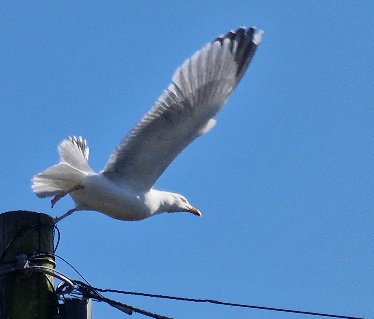 A seagull, kicking off