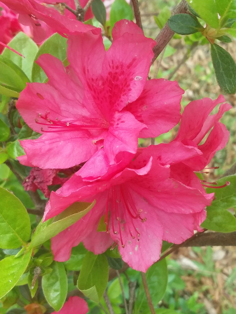 Good morning☕☀️/afternoon/evening.🍵🌙. 
Wishing everyone a beautiful, blessed #Saturday . Be safe and well. 

#HappyWeekend 🍀🐞
#azalea #flowers #blooms 
#peaceful #photo