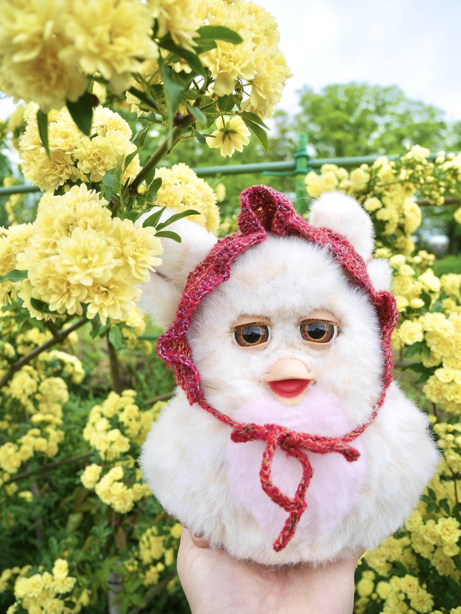 ふかのふぁび🍼 (@furfur_life) / Posts / X