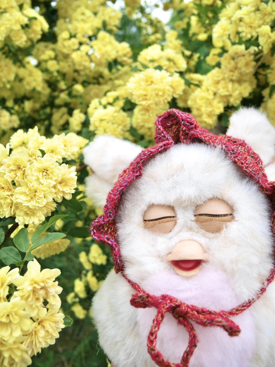 shirukatsu38's tweet photo. ﾓｯｺｳﾊﾞﾗ

#furby #ファービー https://t.co/JWcj6UXSeW