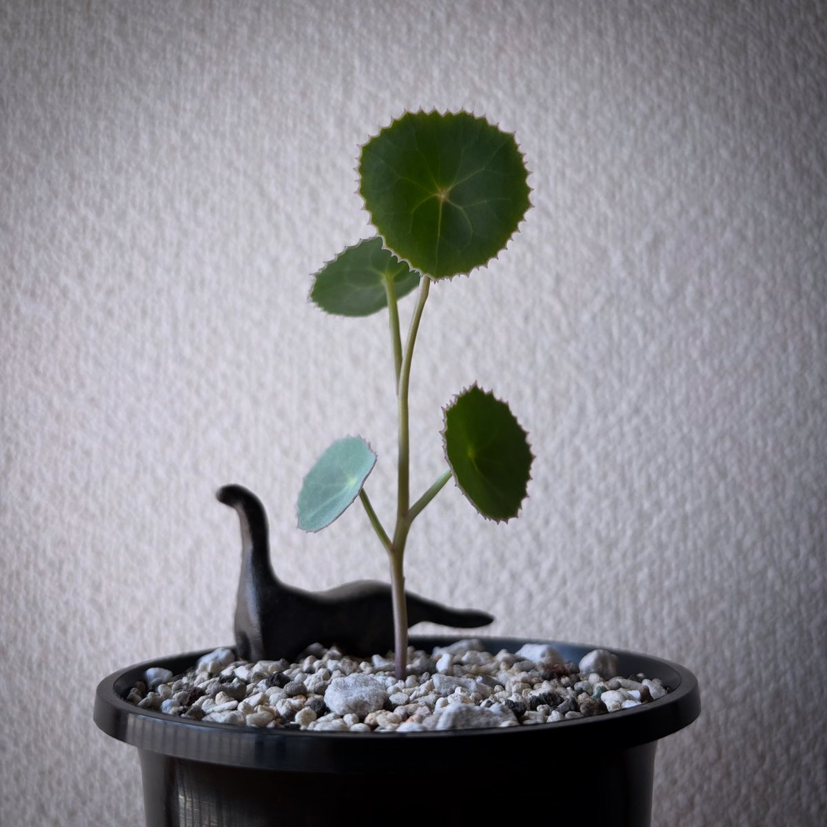 thee_zoe's tweet photo. 今週末の四国の植物イベント🪴

🪴香川　THE PLANTS
　4/27(日) 10時〜16時半
　みかわ工務店
　https://t.co/b4e2GwJ7RF

🪴高知　土佐室戸サボテンクラブ展示会
　4/27(日) 10時〜15時
　南国市 みあーれ
　https://t.co/ERZlfQk7Gb

#多肉植物
#珍奇植物
#植物イベント
#香川イベント
#高知イベント https://t.co/K3tpArOMdV