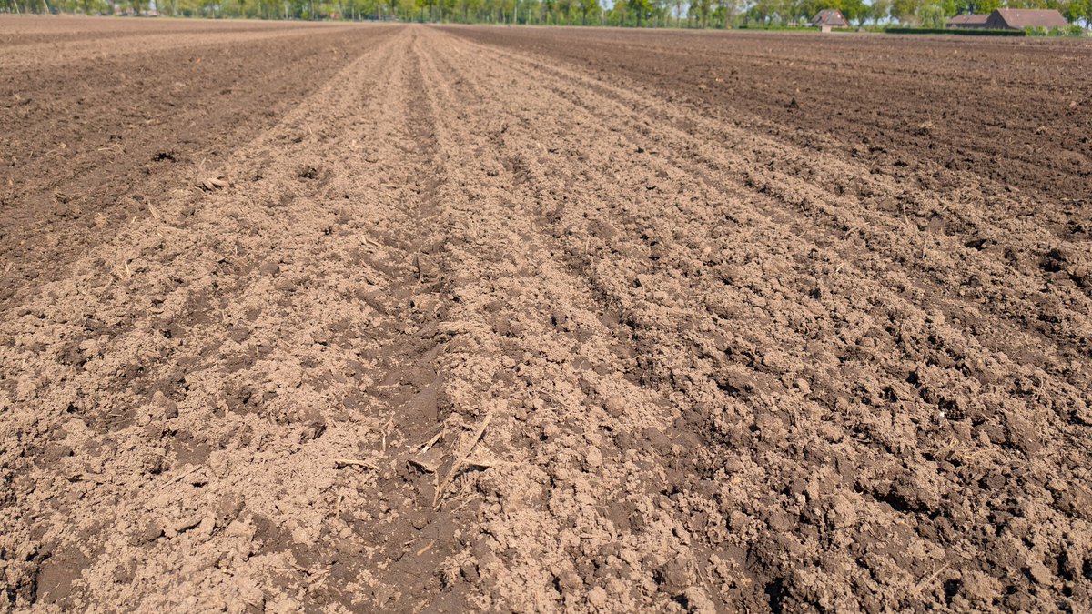 Laatste blokje maïs zaaien. Gisteren gestopt en vandaag zie ik dat de wilde zwijnen de buik al vol hebben van het vannacht uit de grond gestolen maïszaad. Heb al wat volk opgetrommeld om vanmiddag blokje 6 hectare schrikdraad zetten