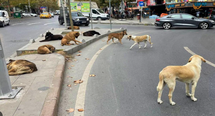 Heriflerin derdine bak.....bir de bizimkine bak......takas edebilir miyiz ?    tavus kuşlarını verin , köpekleri alın