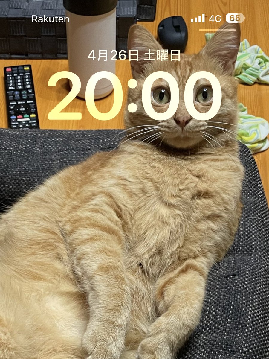 ピッタリ20:00にゃんこ