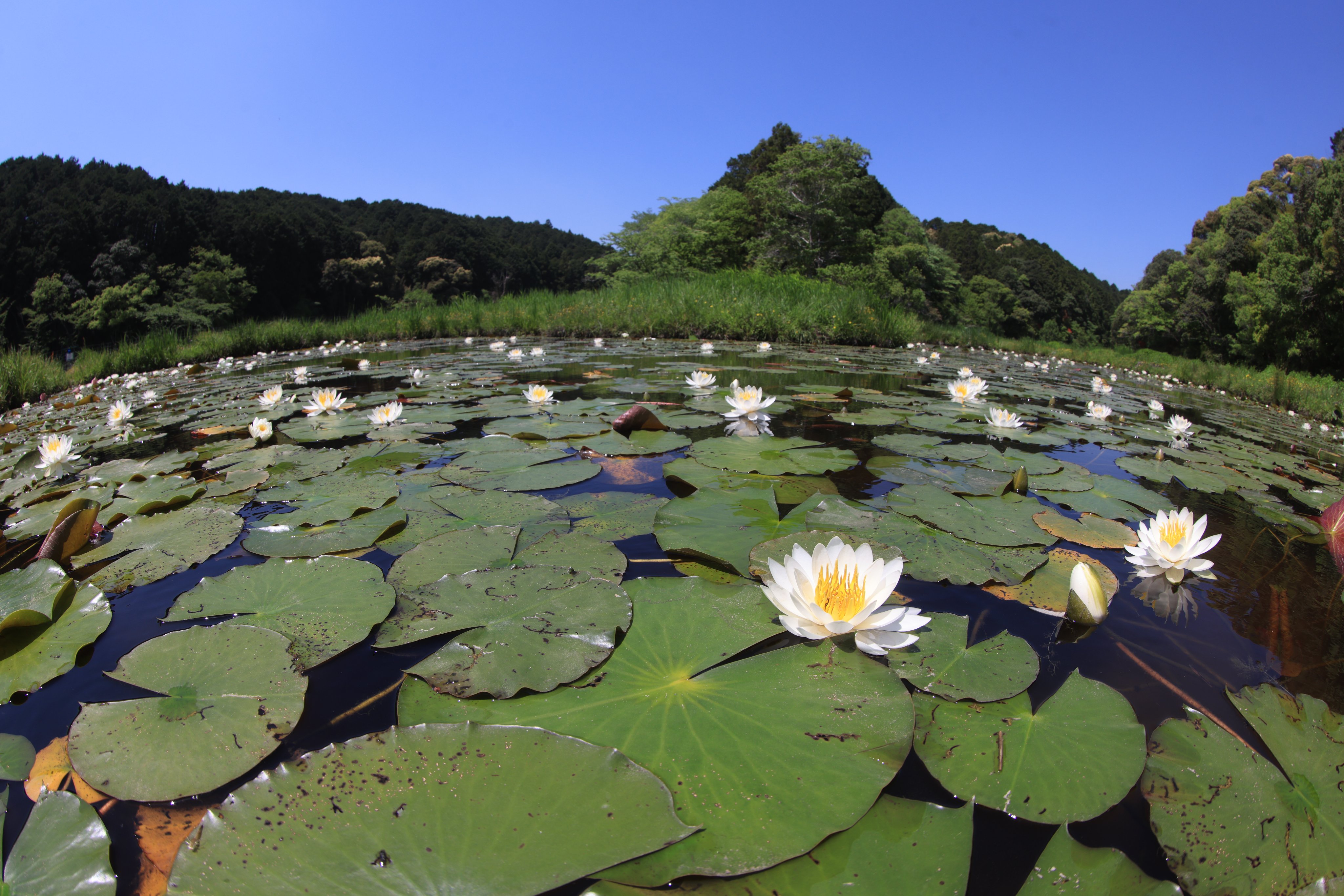 トンボ王国(四万十市トンボ自然公園&四万十川学遊館あきついお トンボ王国(四万十市トンボ自然公園&四万十川学遊館あきついお