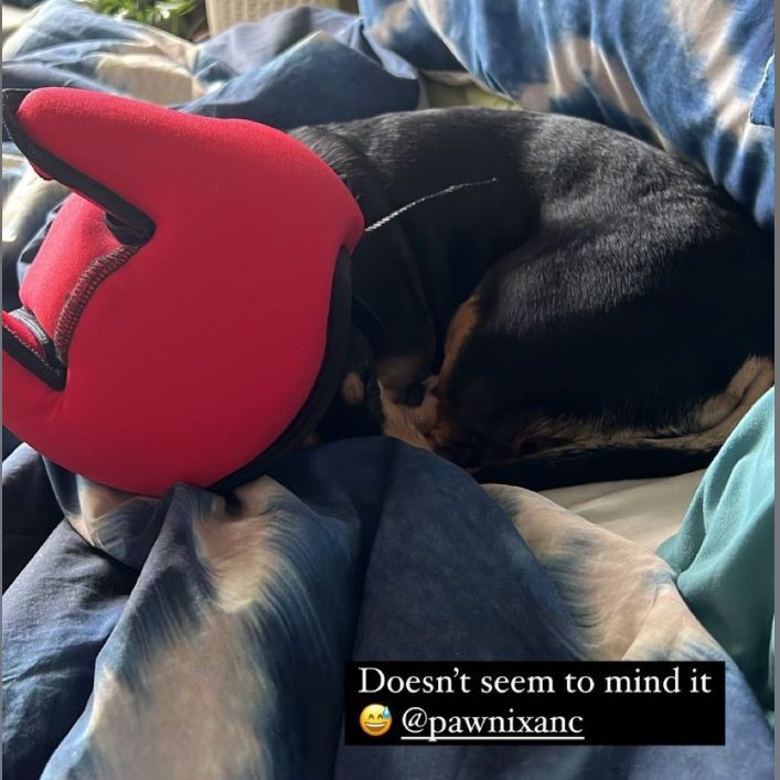 PawnixANC's tweet photo. Ever wish your dog could just curl up in a ball and sleep right through a thunderstorms and fireworks? With PAWNIX Noise Cancelling Headphones for dogs, that dream can be a reality! PAWNIX is designed to calm and comfort your pup https://t.co/HHY16izsEq