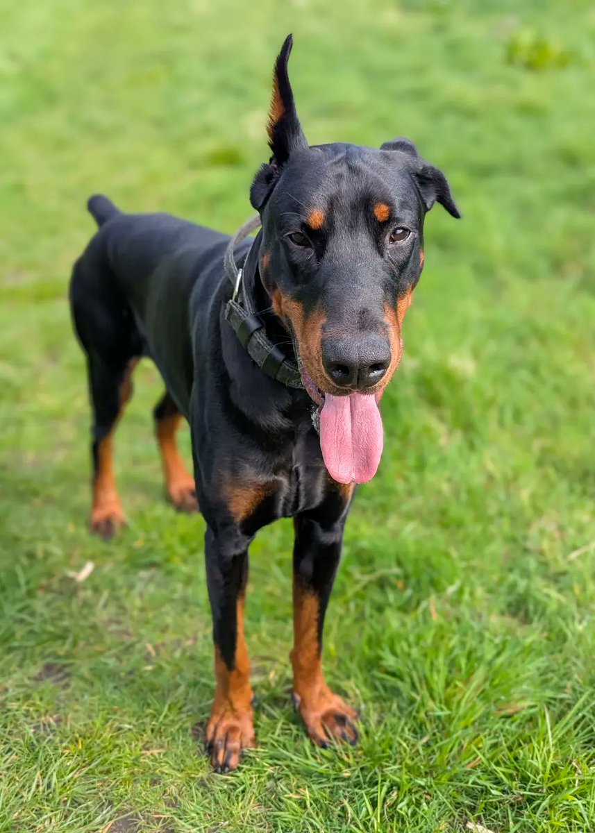 Brando, 20 months old, has had a challenging journey but seeks an experienced, patient, loving home. A big, handsome boy, he adores people, craves affection, and loves cuddles, needing owners who understand this.

Imported from Russia, Brando spent his first 14 months in poor