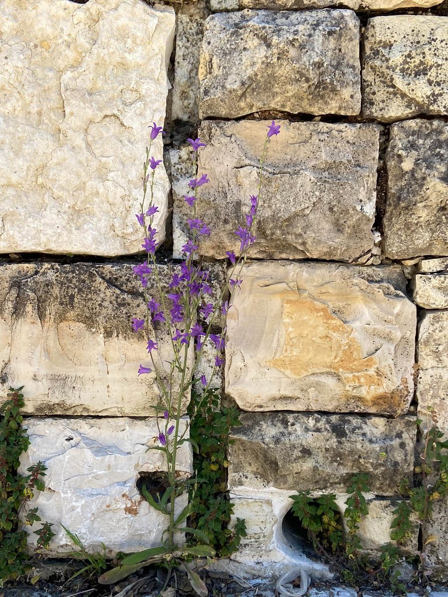 “No matter what conditions look like around you—keep on believing, keep on persisting—keep on going—keep on growing. Just like wildflowers grow wherever they choose, no matter the conditions—be and be becoming all that you were created to be and become.” #PursueYourPurpose