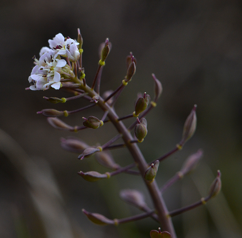 Alpine Penny-cress (Noccaea caerulescens) in the Mendips on a former lead-mining area with spoil tips which support a distinctive flora. <a href="/BSBIbotany/">BSBI: Botanical Society of Britain & Ireland</a> #TwitterNatureCommunity #TwitterNaturePhotography