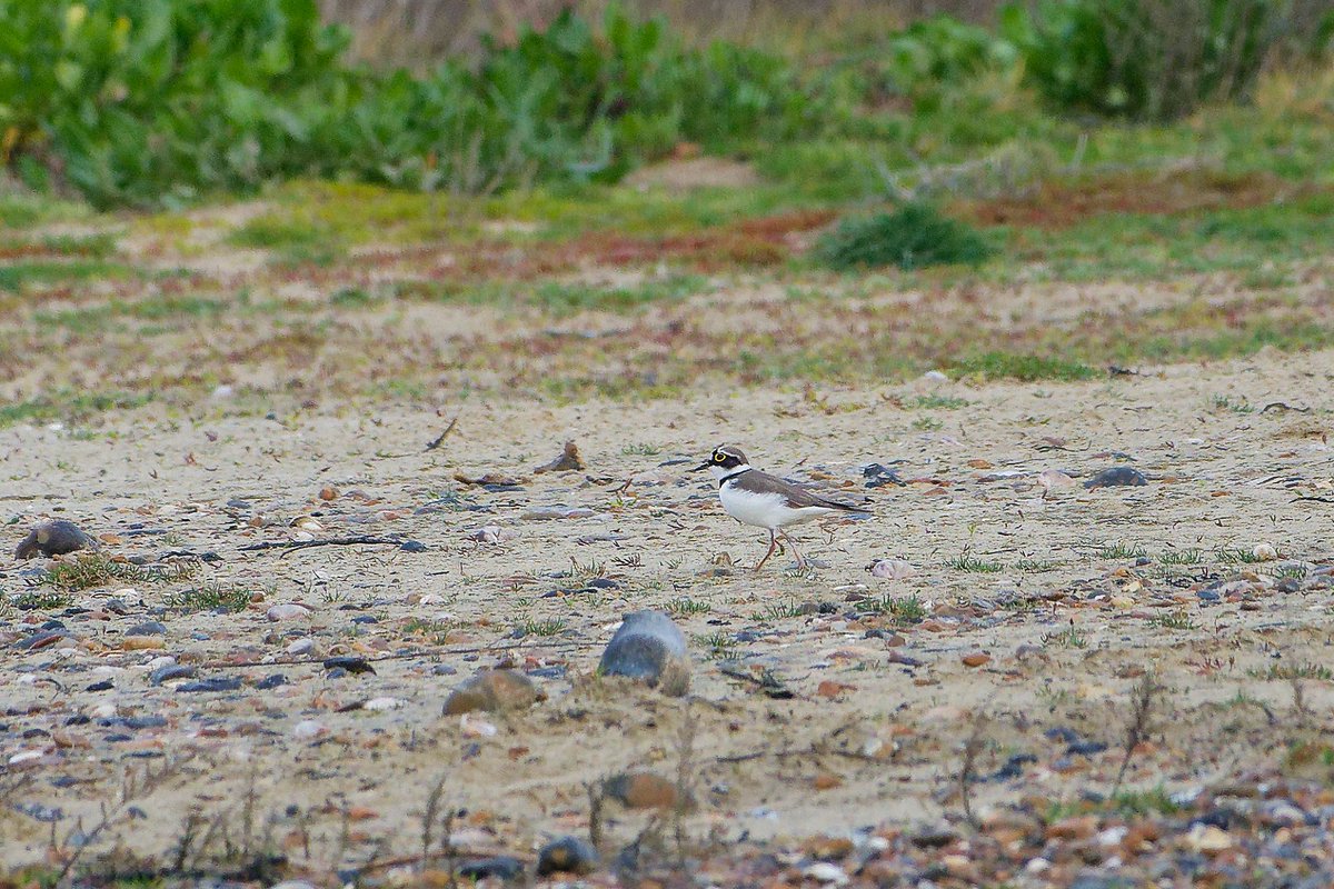 BirdsofClimping's tweet photo. A Little-ringed Plover around the setaside at Climping this morning. @SussexBirding @BirdGuides https://t.co/bRNSKDyRoI