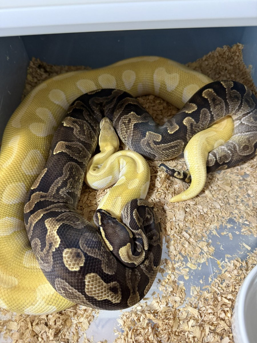 MKK36551722's tweet photo. 指切り🎉
何度もトライして、漸く1回目

1.0 GHI het Clown × 0.1 Mojave Crystal

#SWAGBaller
#DEUReptiles
#ボールパイソン https://t.co/G1Xh4BCk3d