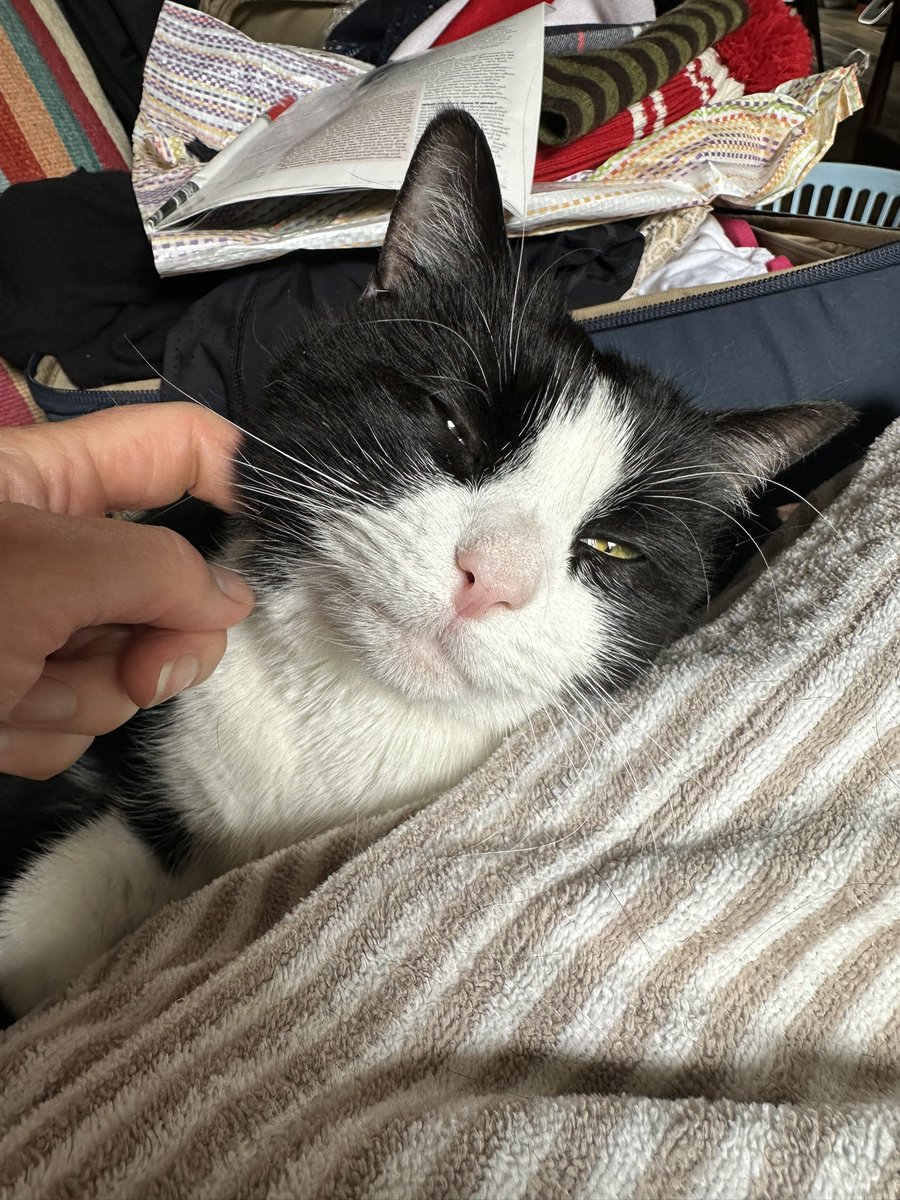 For once, I skipped my outing to have a lazy Saturday and unpack. The cat (who prefers to sit adjacent rather than on my lap) is pleased #caturday