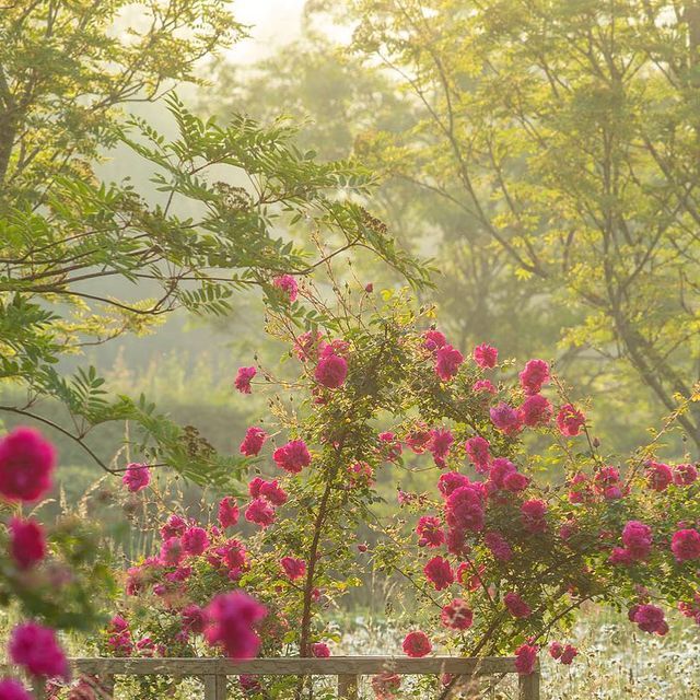 .

“Eternity belongs to those who live in the present.”

― Ludwig Wittgenstein
.

Wildflower meadow, 
Cotswolds, England
Clive Nichols photography