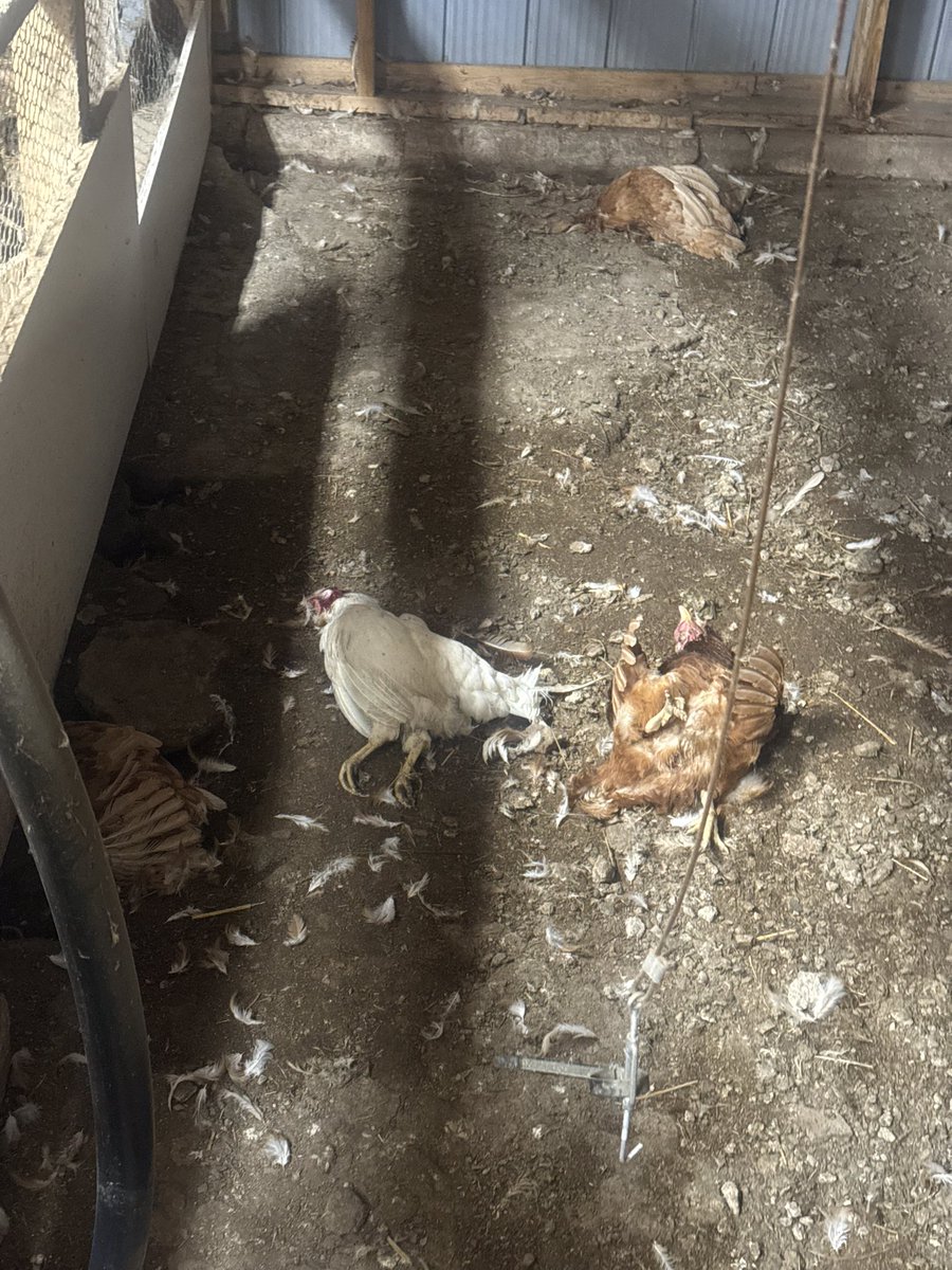 Chicken farmers… thoughts on the killing, looks like the head is gone. Killed 14 and 2 rabbits lastnight. My thoughts are a weasel?