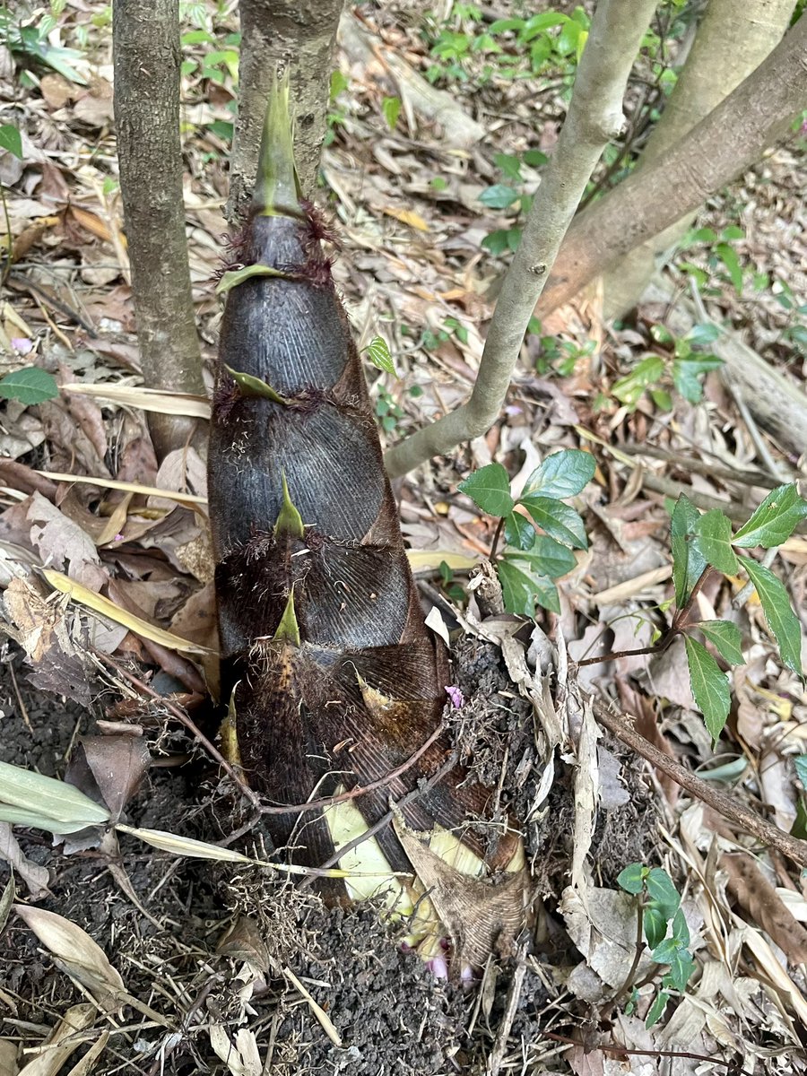 Miles Peterson tweet media