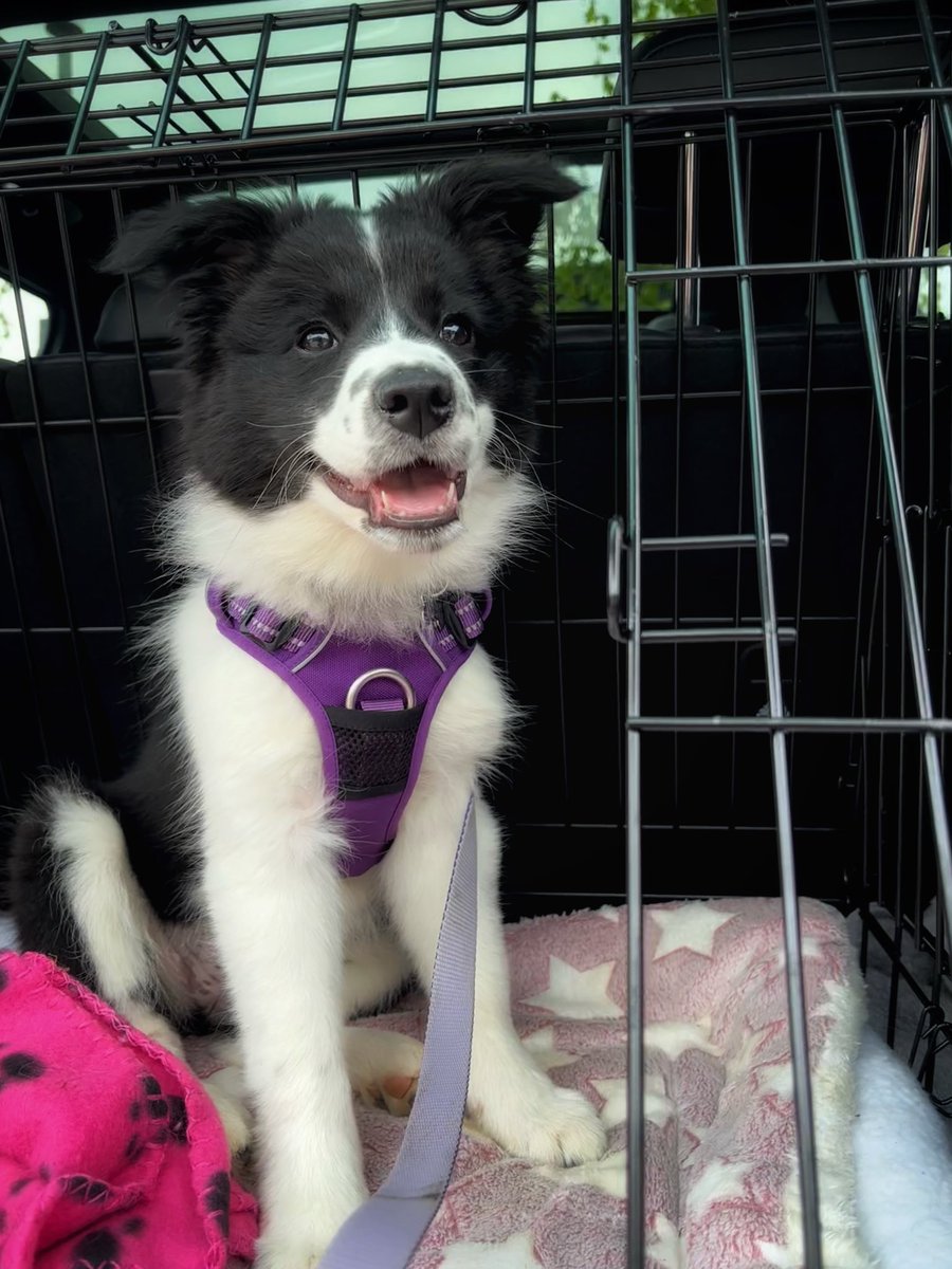 _7empest's tweet photo. My beautiful pup 💜 https://t.co/OQmHnXEGIZ