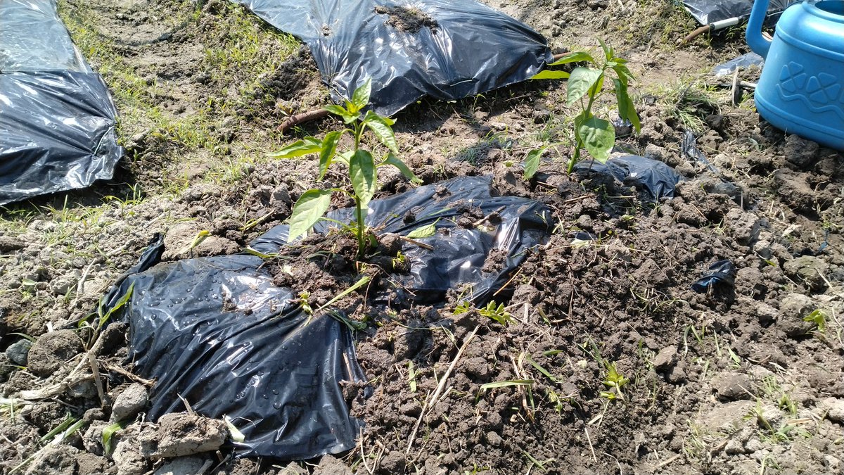 万願寺とうがらし🌶️植えました。