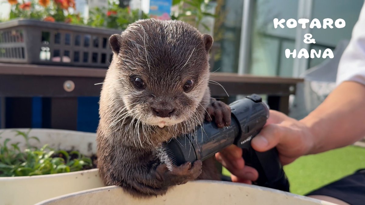 Cotsumet's tweet photo. ガーデニングしてたら得意げに参加してきたカワウソ　Otter Shows Off Tiny Paw Gardening Skills 

https://t.co/pJ7LYcBKIy
↑YouTubeで見れます🪴 https://t.co/gAXneyFuYD