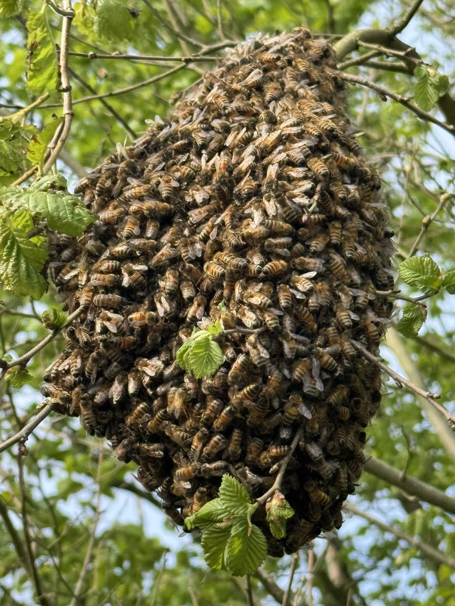 Couldn’t resist watching this swarm for at least 20 minutes… 🐝 

#GardeningX #GardeningTwitter