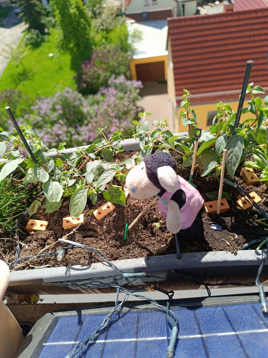 🐑: ich habe mal dem Keksgeber beim Blumenkasten hübsch machen geholfen.
Zum Glück hat er Gartengeräte in plüschigröße.
Und er hat extra Trittsteine gelegt, das der plüsch nicht dreckig wird.
#plüschpower