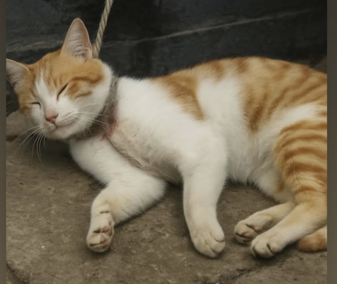 Masum bir kediyi cami avlusunda iple asan iblis aranızda geziyor . Bu ülkede bedel ödemesi gereken hayvanlar değil onlara karşı oluşan organize kötülük çözümün gelmesine engel oldukları gibi güvenli sokaklar diye diye güvenliği tehdit etmeye devam ediyorlar . Hayvan ticareti