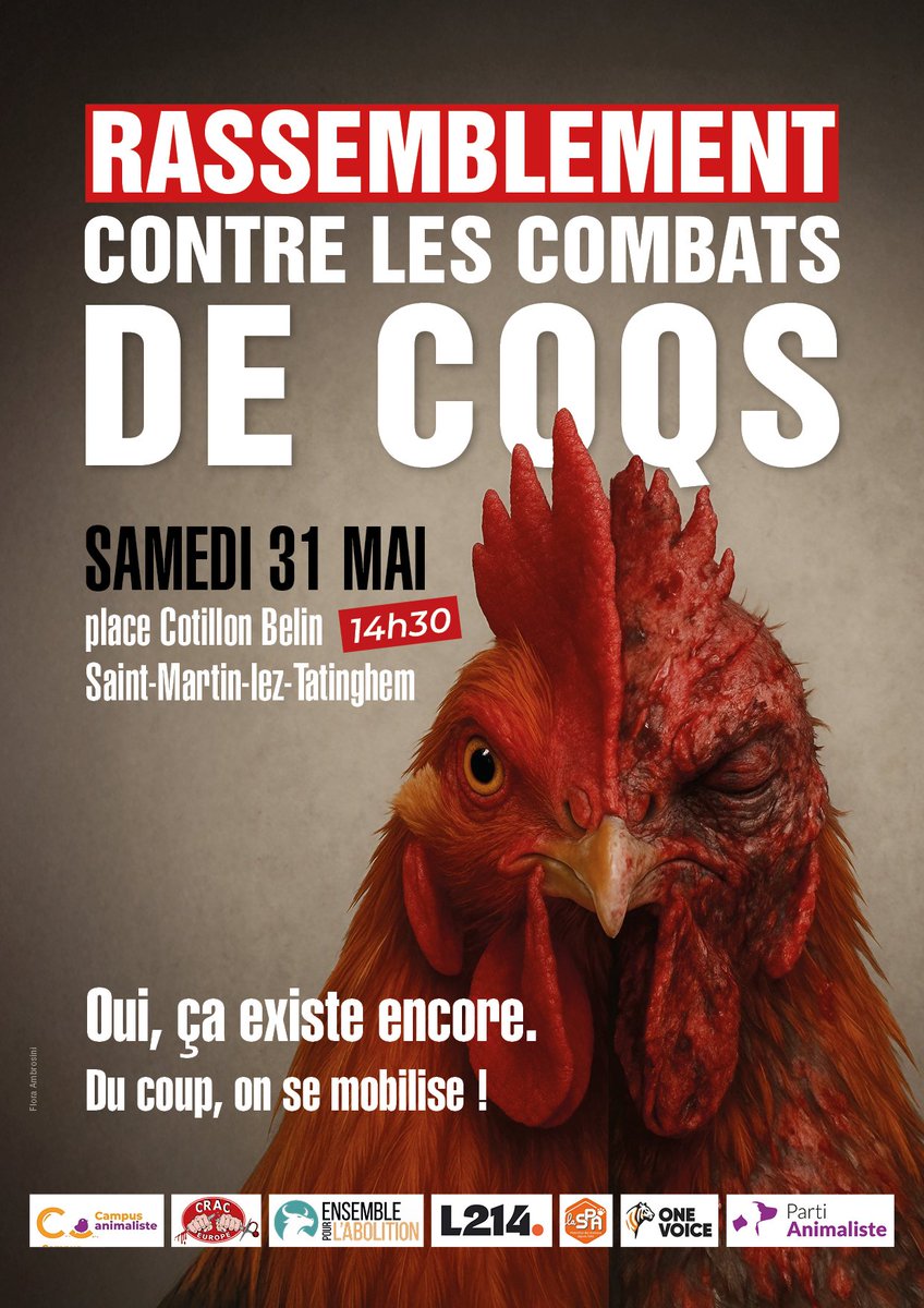 🐓 Le 31 mai à Saint-Martin-lez-Tatinghem (62), rejoignez-nous et portez la voix des coqs forcés à se battre, dont beaucoup perdront la vie ce jour là. Dénonçons cette souffrance injustifiable