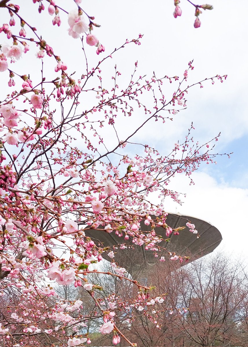 HietarantaSirpa's tweet photo. TΓ€rkeΓ€ tieto kaikille, jotka odottaa Roihuvuoren kirsikankukkia:
aivan kohta π©·
#hanami #pinktimeπΈ #kirsikkapuisto https://t.co/vhyTW3V5zq