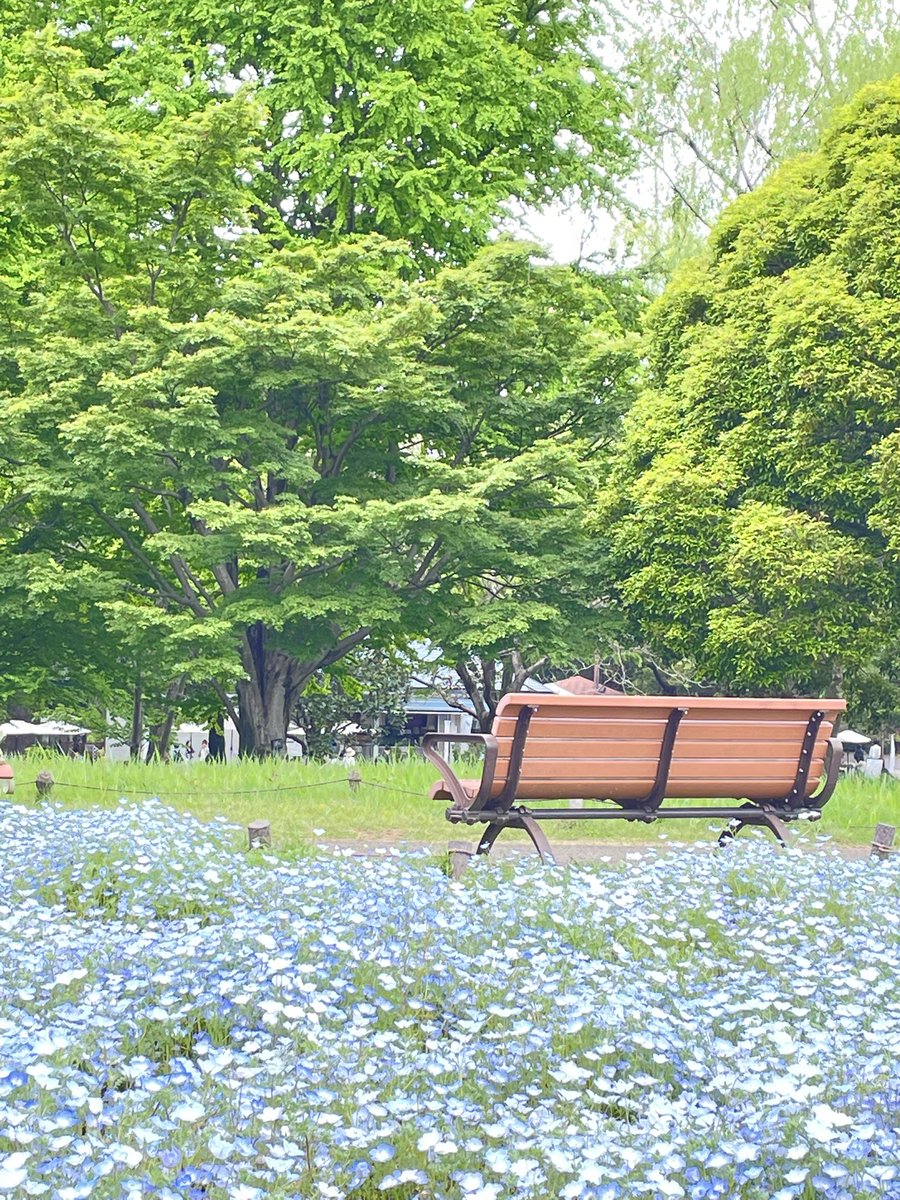 tomouniverse's tweet photo. —-
昭和記念公園⛲️ 
ネモフィラと新緑のハーモニーが素敵でした🌿✨
シャボン玉のフォトジェニックタイムも観られて良かった😃🫧
—-
#昭和記念公園 
#ネモフィラ 
#新緑 
#シャボン玉 
#お散歩 https://t.co/nTYnmmlK9Z