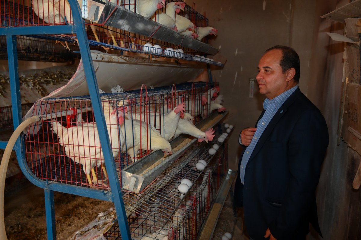 FAOEgypt's tweet photo. نظمت @FAO زيارة ميدانية لعدد من المشروعات الصغيرة المعنية برعاية الدجاج البياض، حيث تم إجراء لقاءات مباشرة مع أصحاب هذه المشروعات للتعرف على الدعم الذى تلقوه من المشروع. 
وذلك في إطار دعم المنظمة لجهود التنمية الريفية وتحسين سبل العيش للمجتمعات المحلية في جنوب سيناء🇪🇬. https://t.co/Oq2GNC7NGm