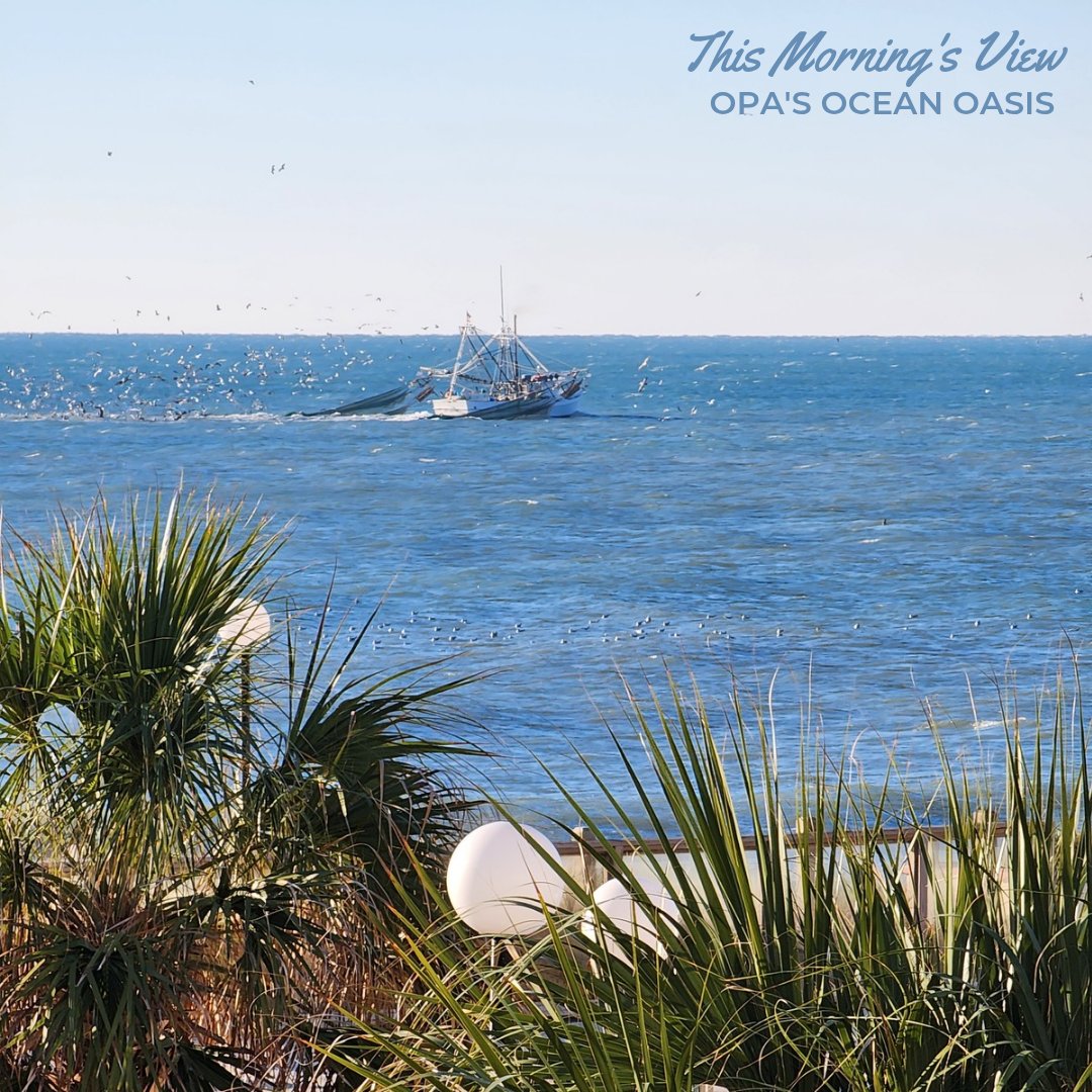 "There's shrimp-kabobs, shrimp creole, shrimp gumbo. Pan fried, deep fried, stir-fried, pineapple shrimp, lemon shrimp, coconut shrimp, pepper shrimp, shrimp soup, shrimp stew, shrimp salad, shrimp burger, shrimp sandwich."
— Bubba, Forrest Gump
#opasoceanoasis #villacapriani