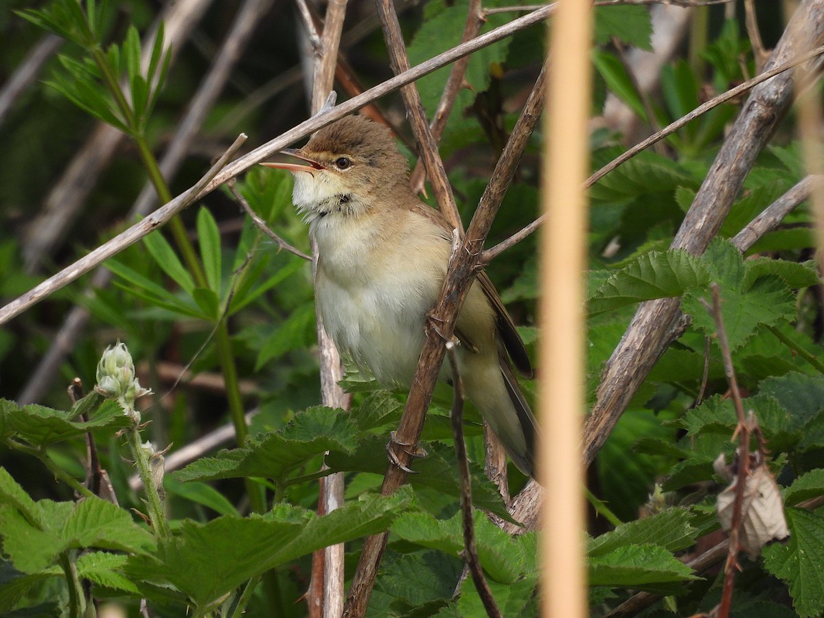 Crossness today 26/4/25