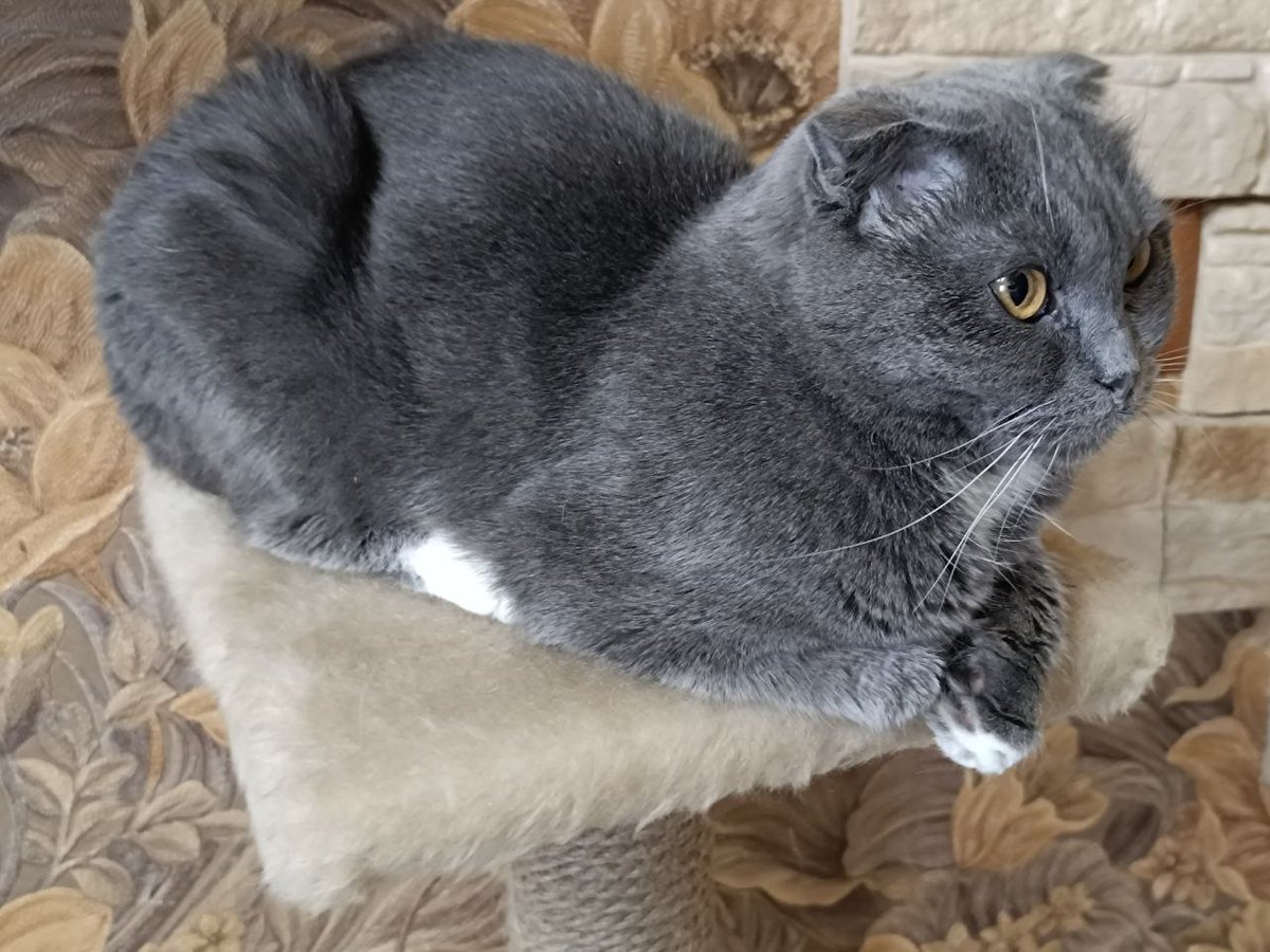 Кошечка Эшли ищет дом Москва/МО.

Была выброшена на улицу хозяевами при переезде, стала внезапно не нужна.
Ласковая, нежная девочка, но других сородичей может построить)))

Возраст 1 год, стерилизована.