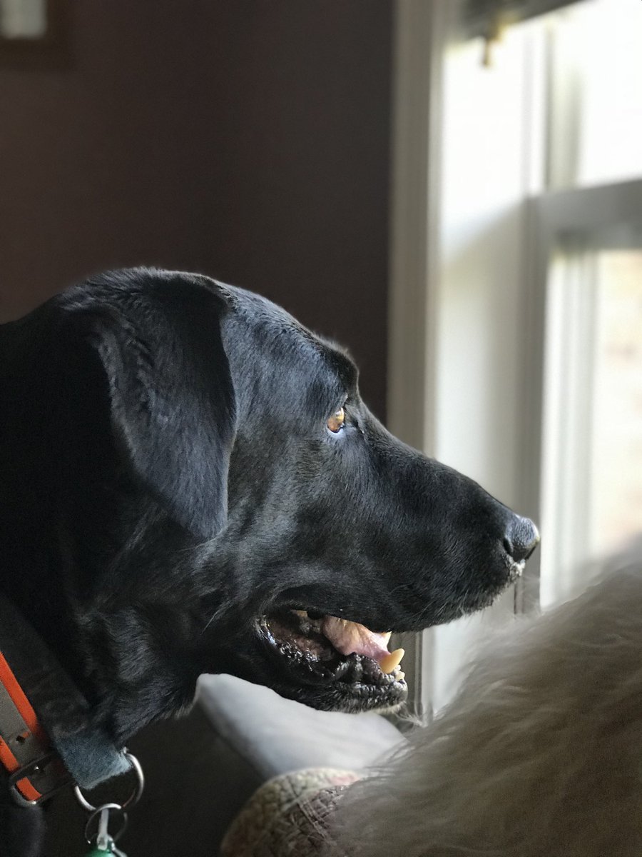 Well, it’s not a good Saturday for me. My 14-year-old labrador retriever can’t walk someone’s coming to help me take him to the vet. There’s no vet except an emergency vet, but I have to let him go.

Update he has laryngeal paralysis, and he has extreme spinal compression. He’s