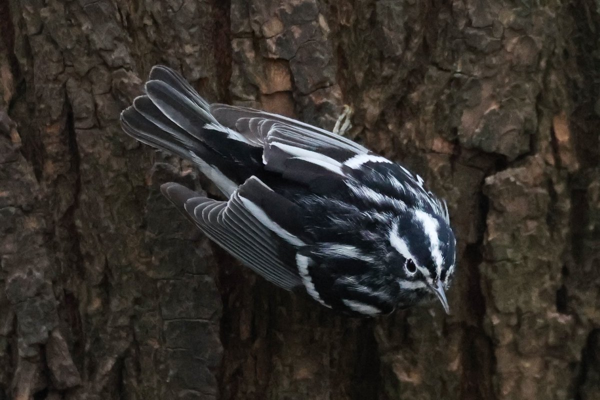jamiesample99's tweet image. Brilliant day exploring Central Park with plenty migrating warblers, a displaying Brown-Headed Cowbird and a Vesper Sparrow,  19 April 2025 @BirdCentralPark #NYC