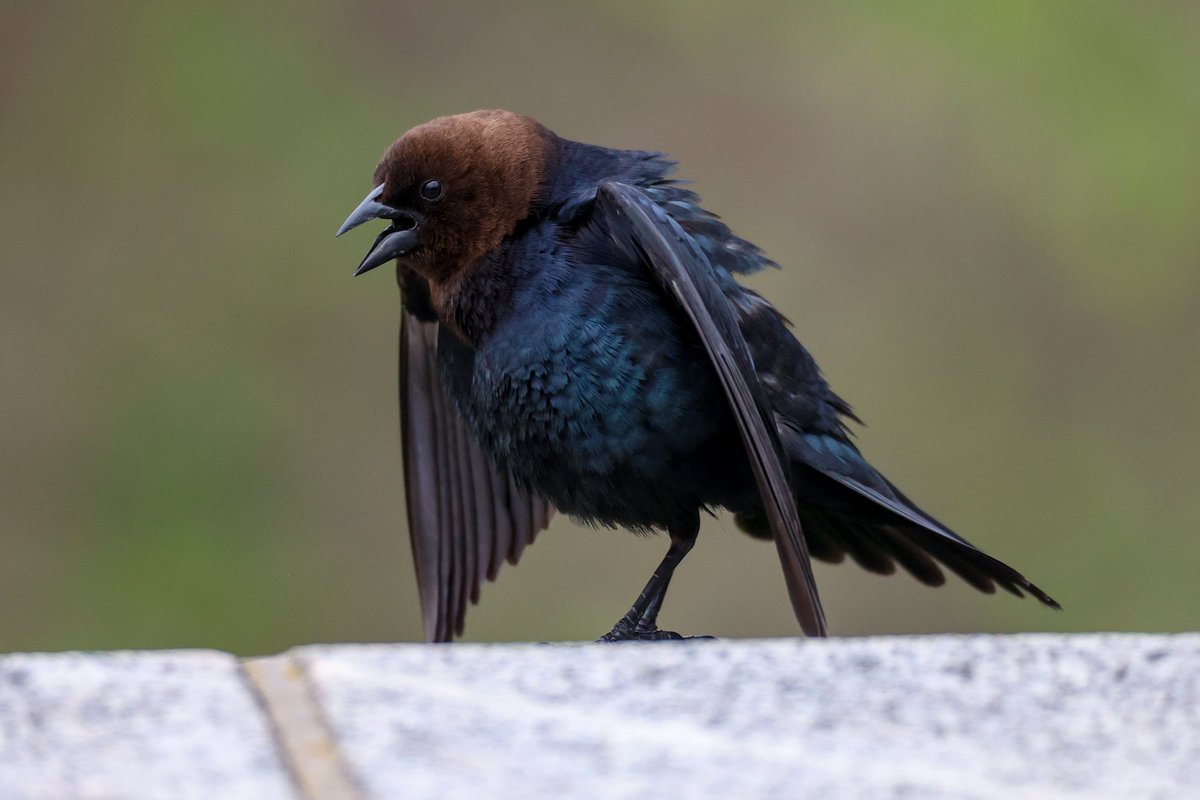 jamiesample99's tweet image. Brilliant day exploring Central Park with plenty migrating warblers, a displaying Brown-Headed Cowbird and a Vesper Sparrow,  19 April 2025 @BirdCentralPark #NYC