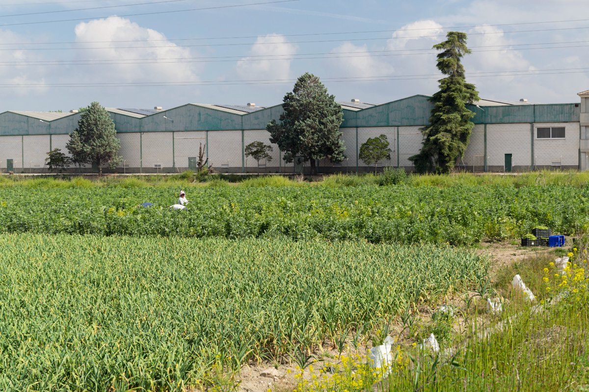 Merijar's tweet image. #semanavegaArmilla
@AytoArmilla 
Fotos para el II concurso de fotografía "semana de la vega ciudad de Armilla"