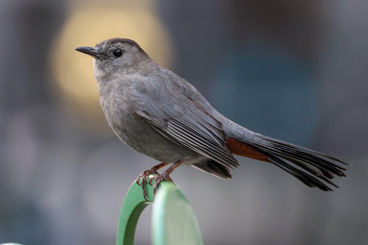 Jamie Sample (@jamiesample99) on Twitter photo American Woodcock and Grey Catbird in Bryant Park, 20 April 2025 <a href="/BirdCentralPark/">Manhattan Bird Alert</a> #NYC American Woodcock and Grey Catbird in Bryant Park, 20 April 2025 <a href="/BirdCentralPark/">Manhattan Bird Alert</a> #NYC
