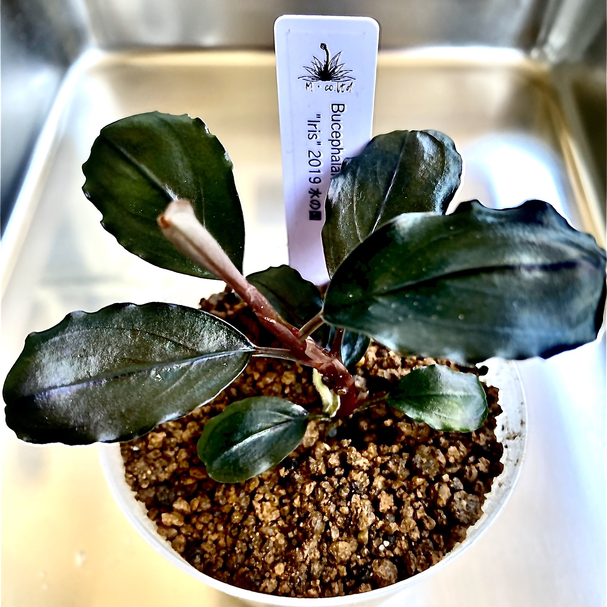 Bucephalandra sp.Blue melon ブルーメロン J.B 【公式通販】