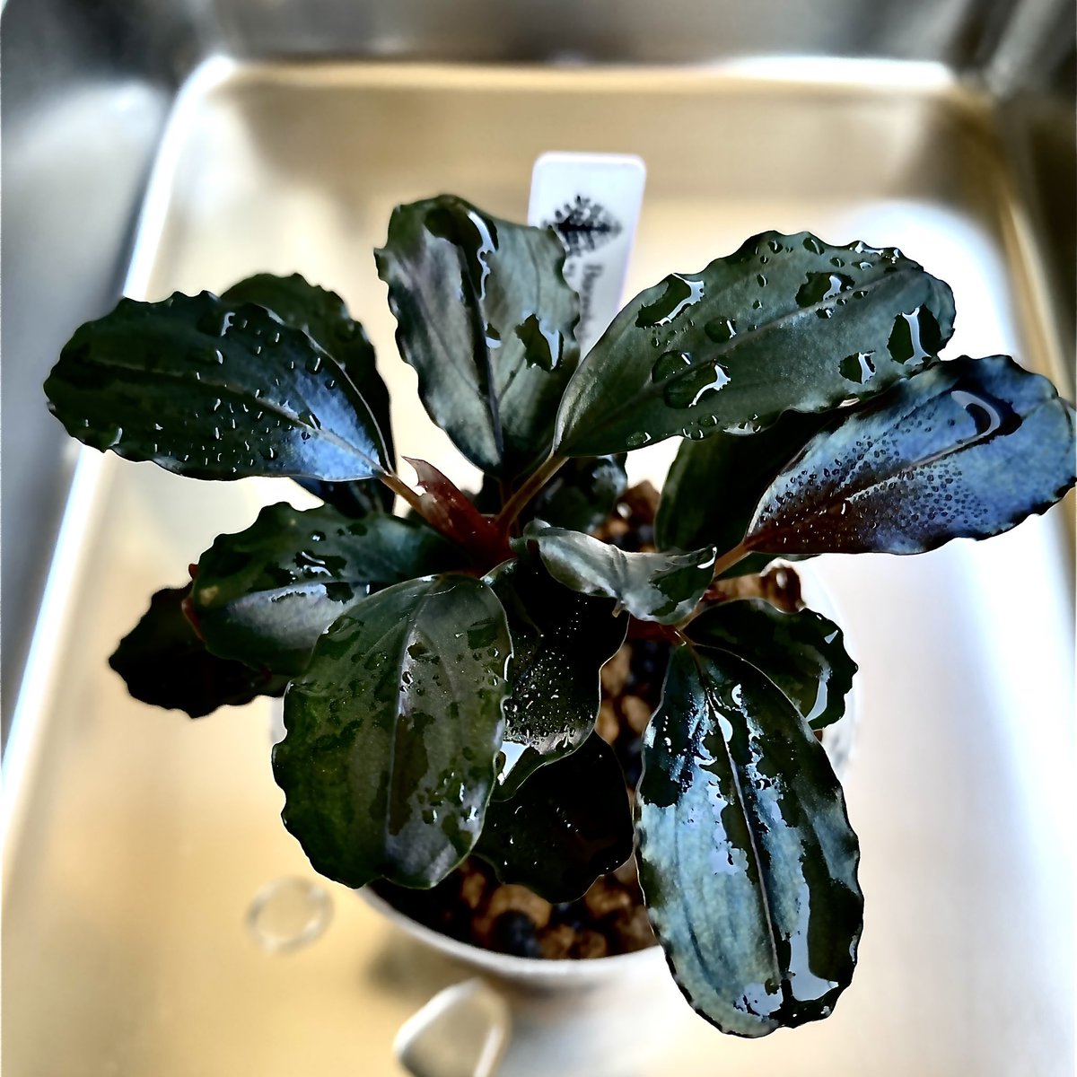 MASA ブセ活中 ホマ (@masamasa07166) / Posts / X