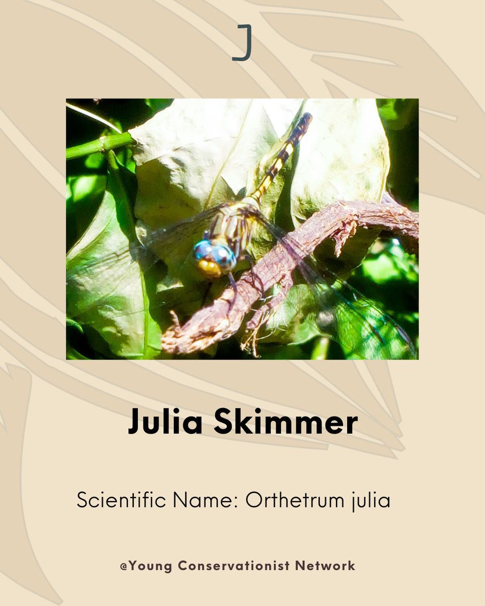 J for Julia Skimmer – Orthetrum julia
The Julia Skimmer is a dragonfly found in over 30 African countries, including Nigeria. Belonging to the Libellulidae family—the largest dragonfly family—this species is a common sight around freshwater habitats.
Photo by: <a href="/Bio_dun_ng/">Abiodun Matthew Adedapo - Bio_Biodun</a>