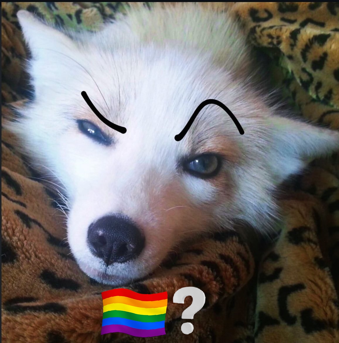 SillyF0X14's tweet photo. https://t.co/a9Fx3ziu9h