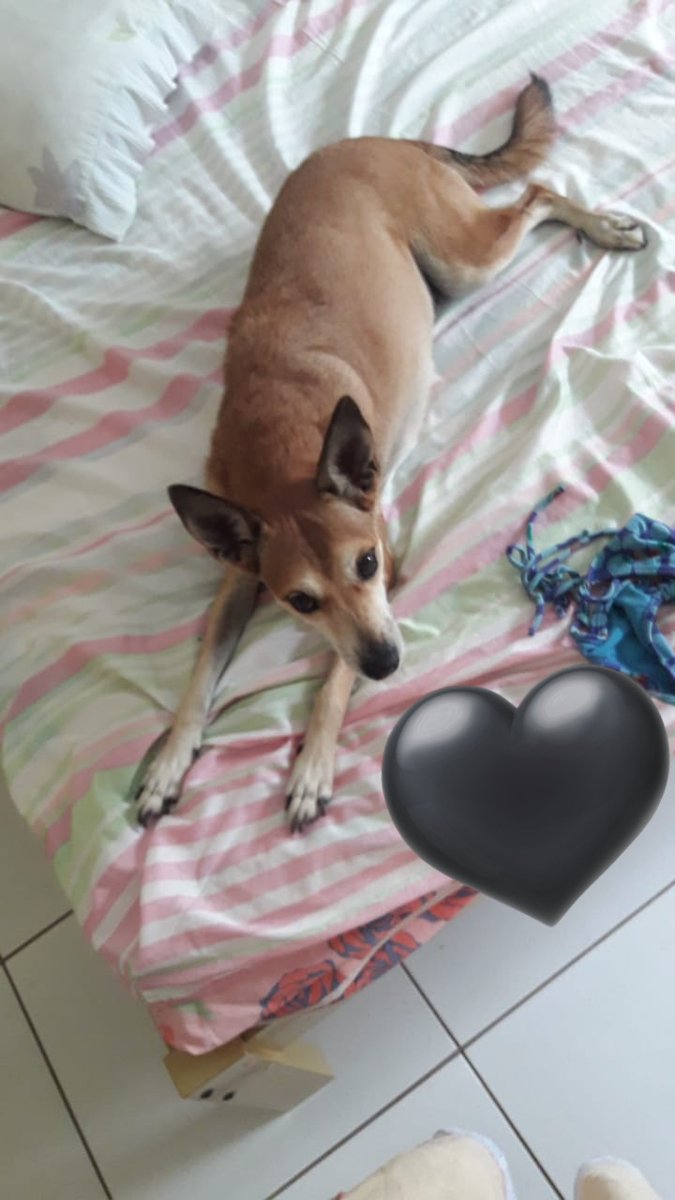 fantasma do colégio contato |-/ tweet media