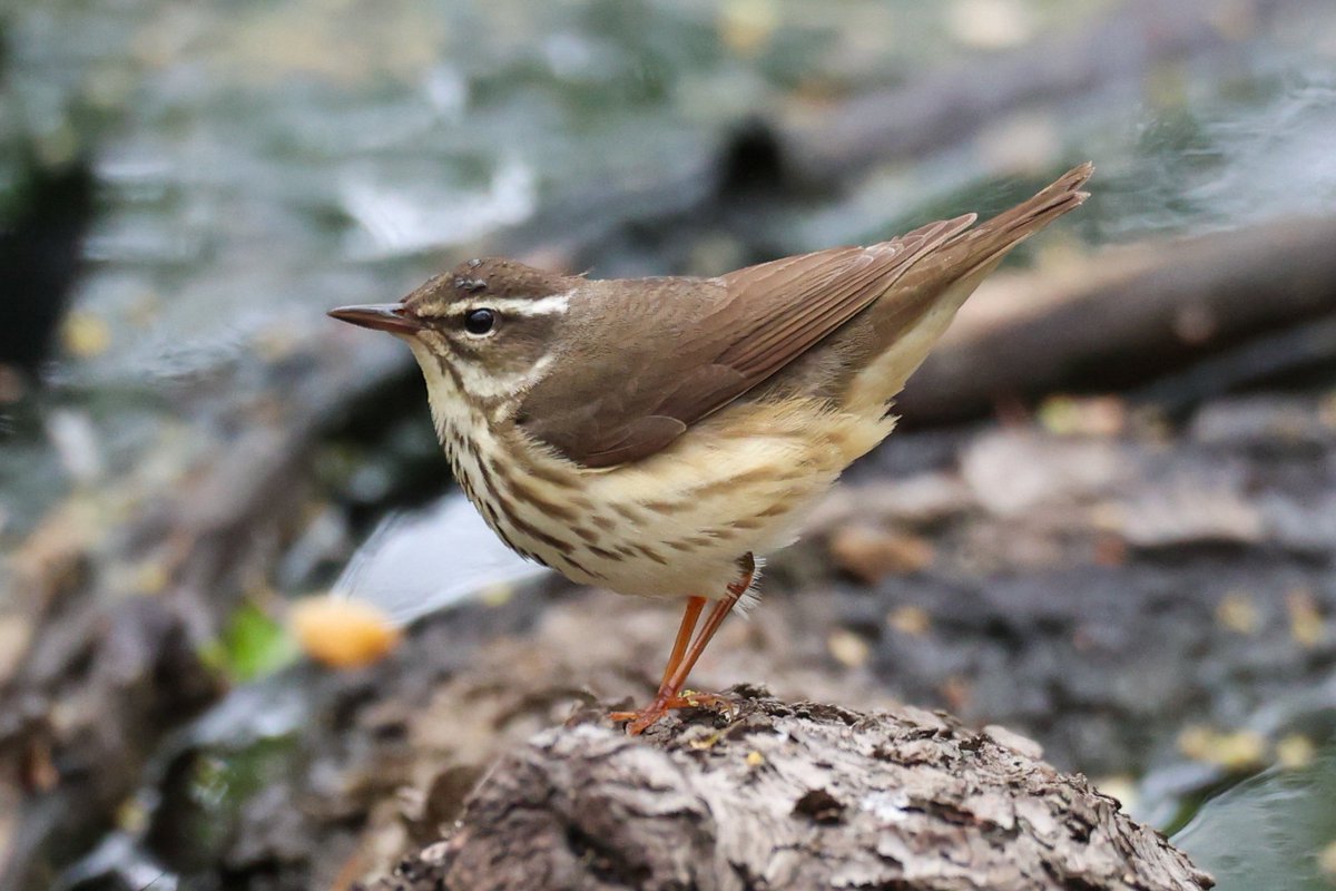 jamiesample99's tweet image. Louisiana Waterthrush and Green heron showing well at Prospect Park, also plenty of Yellow Rumped Warblers, 21 April 2025 @BirdBrklyn #NYC