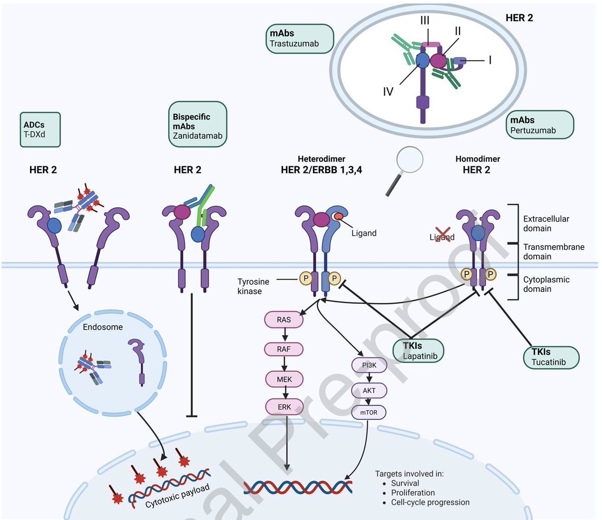 Arndt Vogel (@arndtvogel) on Twitter photo Advances and challenges in targeted therapies for HER2-amplified CRC
European J Cancer
doi.org/10.1016/j.ejca…
👏Excellent review
👉HER2 overexpressed in ~6% of RAS WT
👉Trastuzumab/Tucatinib & T-Deruxtecan FDA approved
❓but still many open questions
<a href="/myESMO/">ESMO - Eur. Oncology</a> Advances and challenges in targeted therapies for HER2-amplified CRC
European J Cancer
doi.org/10.1016/j.ejca…
👏Excellent review
👉HER2 overexpressed in ~6% of RAS WT
👉Trastuzumab/Tucatinib & T-Deruxtecan FDA approved
❓but still many open questions
<a href="/myESMO/">ESMO - Eur. Oncology</a>